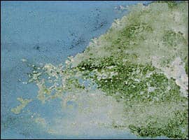 efflorescence and mottling