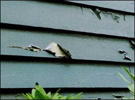 Peeling Paint Problem
