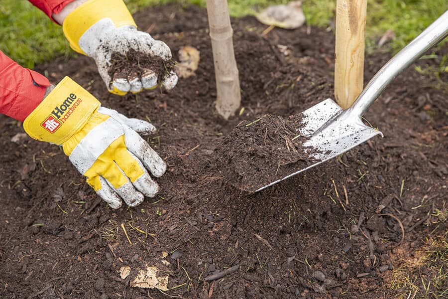Planting tree