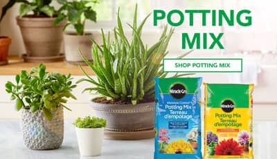 Miracle-Gro Moisture Control Potting Mix and Miracle-Gro Water Soluble All  Purpose Plant Food