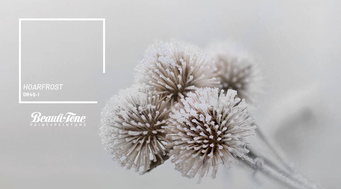 Beauti-Tone Colour of the Month - January