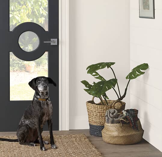Dog at front door