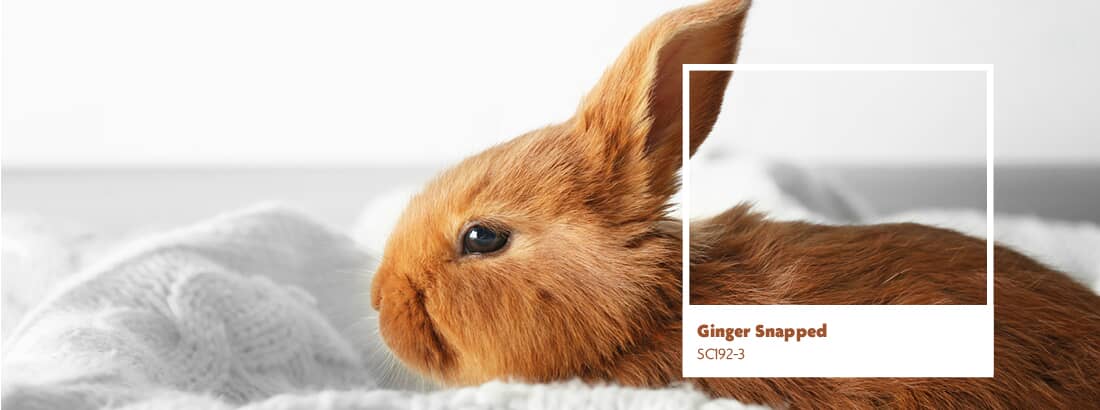 April Colour of the Month - Ginger Snapped