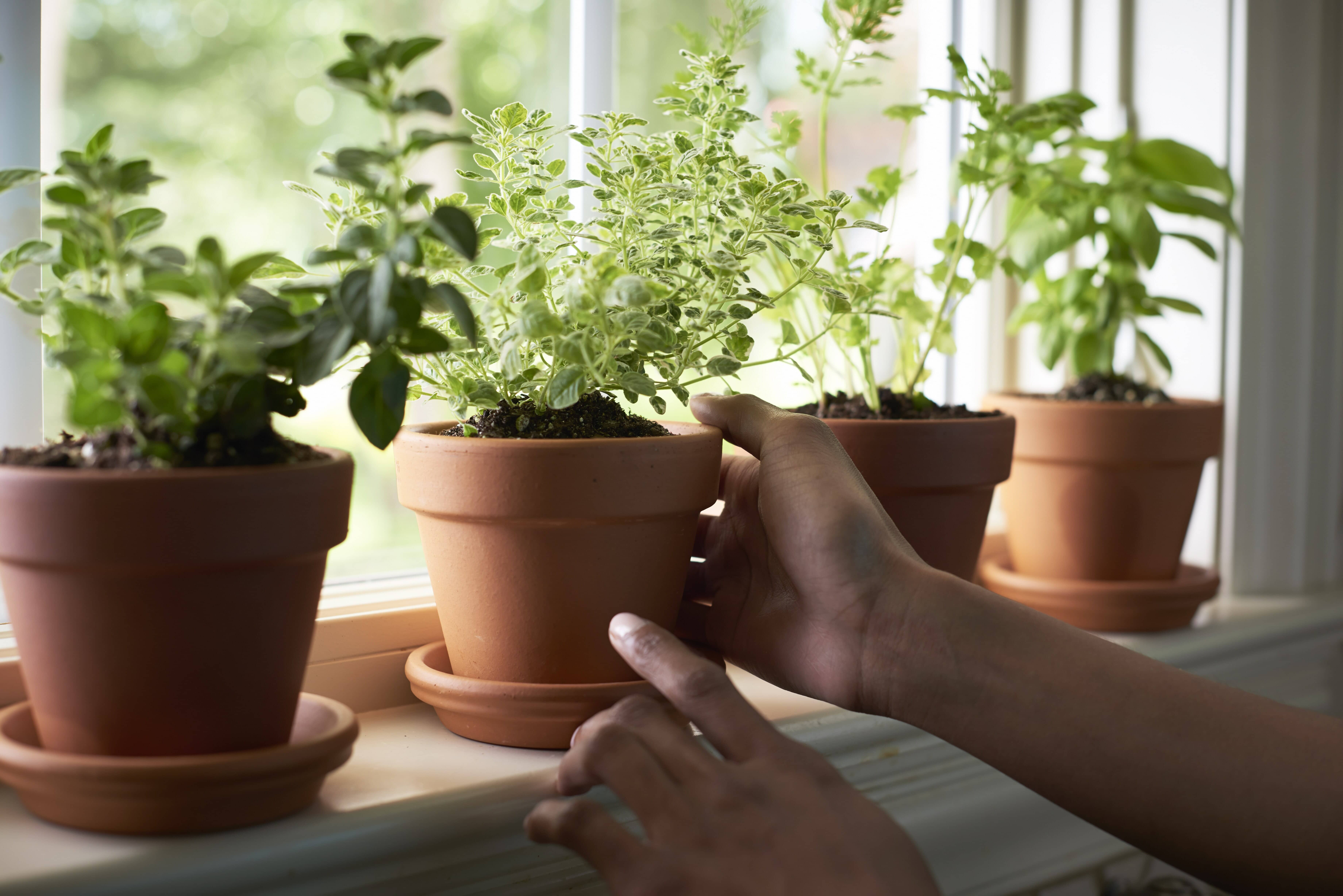 Give your herbs the sun they deserve

