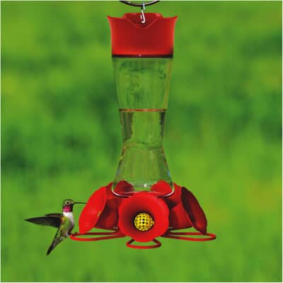 Mangeoire Pour Colibri En Verre Avec 5 Postes D Alimentation Capacite De 16oz Perky Pet Home Hardware