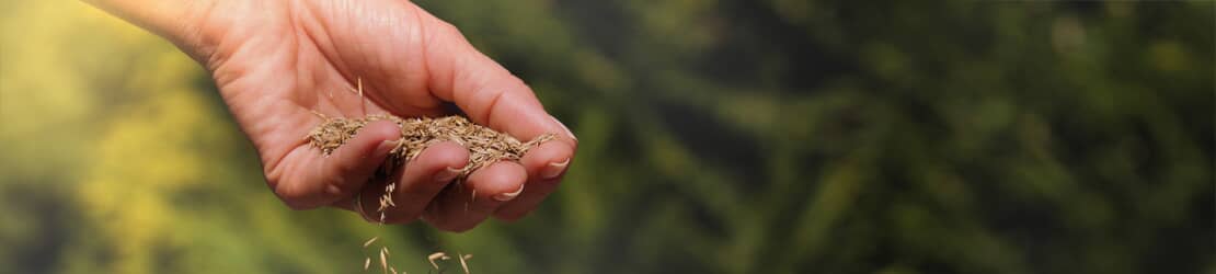 Voici comment préparer votre pelouse pour accueillir le printemps en beauté. Savoir. Faire.