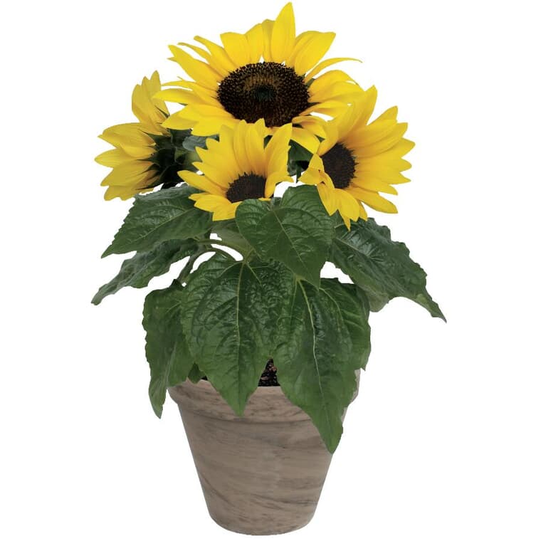 Dwarf Sunflower Grow Kit