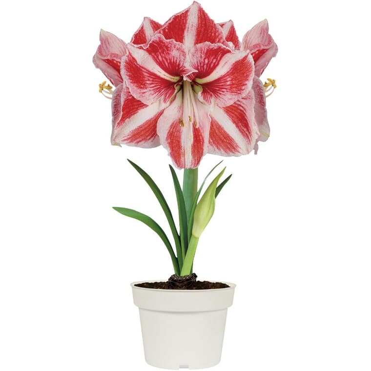 Striped Red Amaryllis Kit - with Plastic Pot