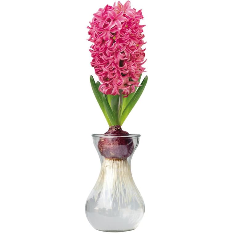Pink Hyacinth Kit - with Glass Vase