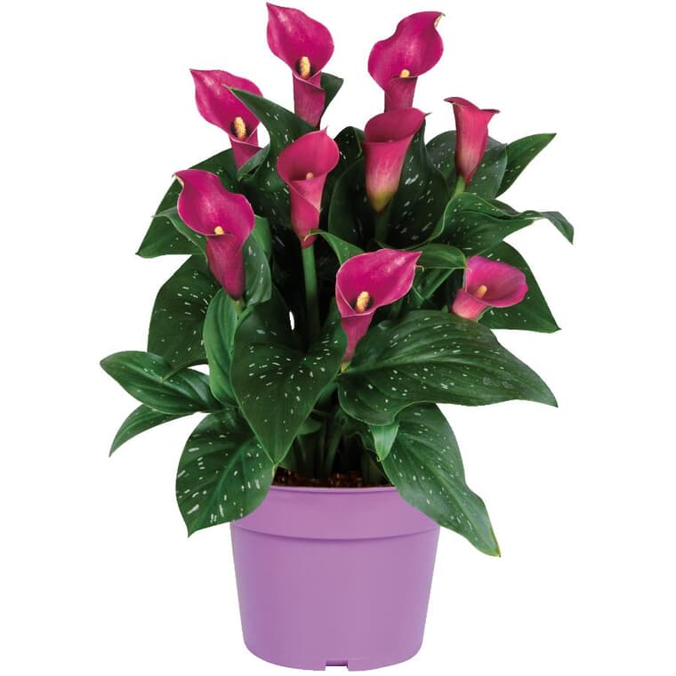 Purple Calla Lily Kit - with Pot