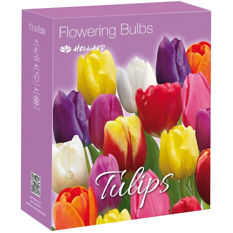 Paquet de 15 bulbes de tulipes Triumph, assortis