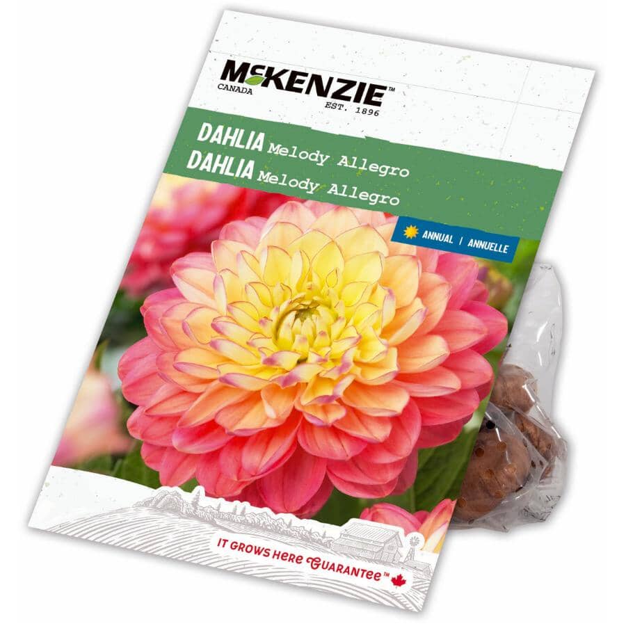 MCKENZIE Dahlia Mellody Allegro Flowering Bulbs | Home Hardware
