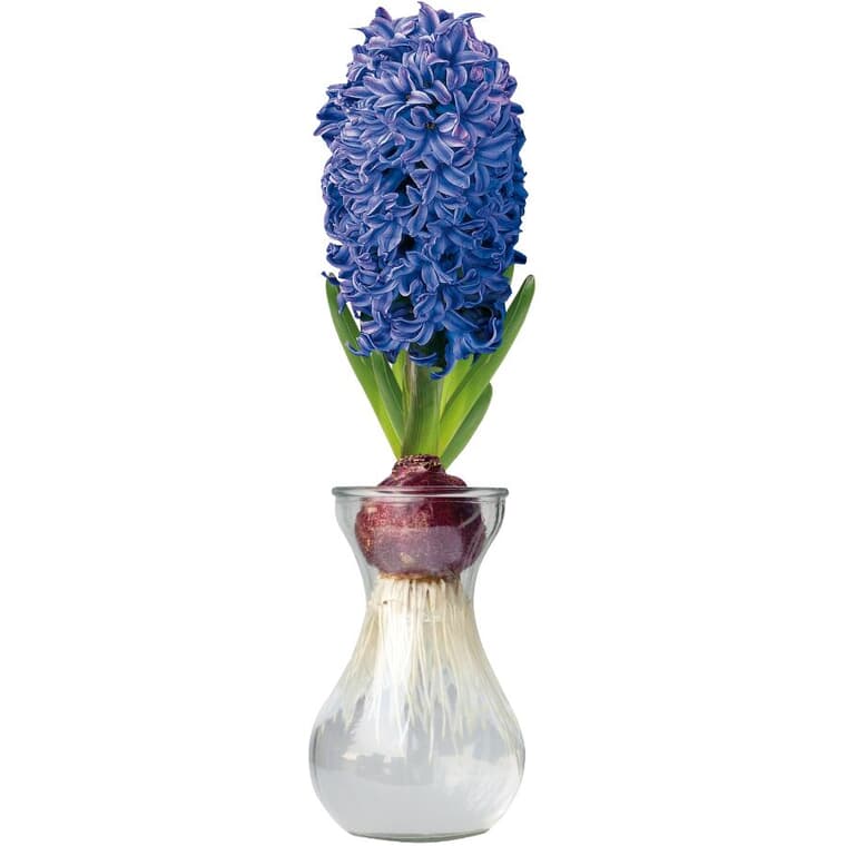 Ensemble de jacinthe bleue et vase en verre