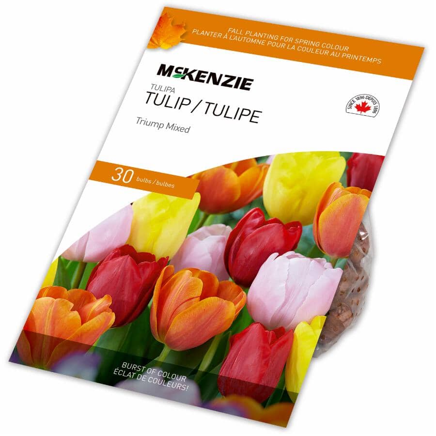 TULIPページ MCKENZIE Tulip Triump Mixed Flowering Bulbs | Home Hardware
