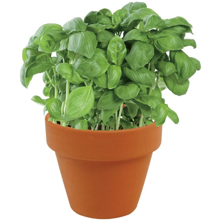 Kitchen Herb Grow Kit Trio with Basil, Parsley & Chives
