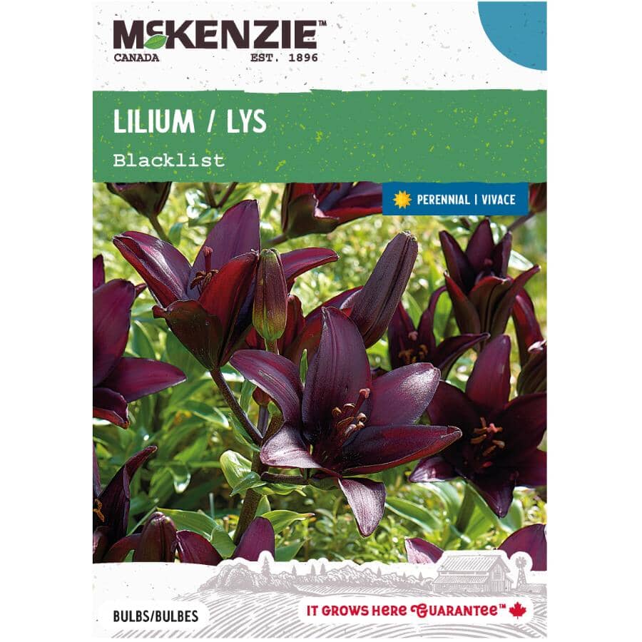 MCKENZIE Lilium Blacklist Flowering Bulbs | Home Hardware