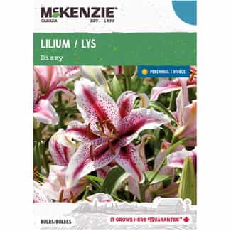 MCKENZIE Lilium Blacklist Flowering Bulbs | Home Hardware