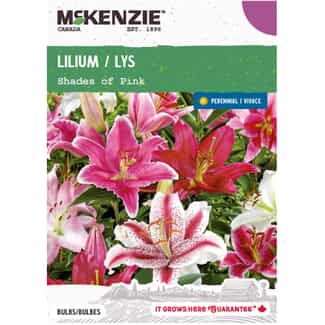 LILY X 2 LILIUM CASA BLANCA 14/16 | JUB Holland