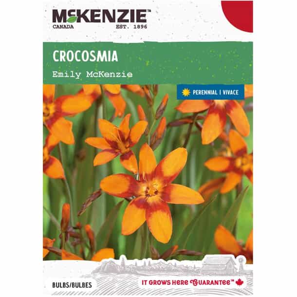 CROCOSMIA EMILY MC KENZIE | Green Garden Flower bulbs
