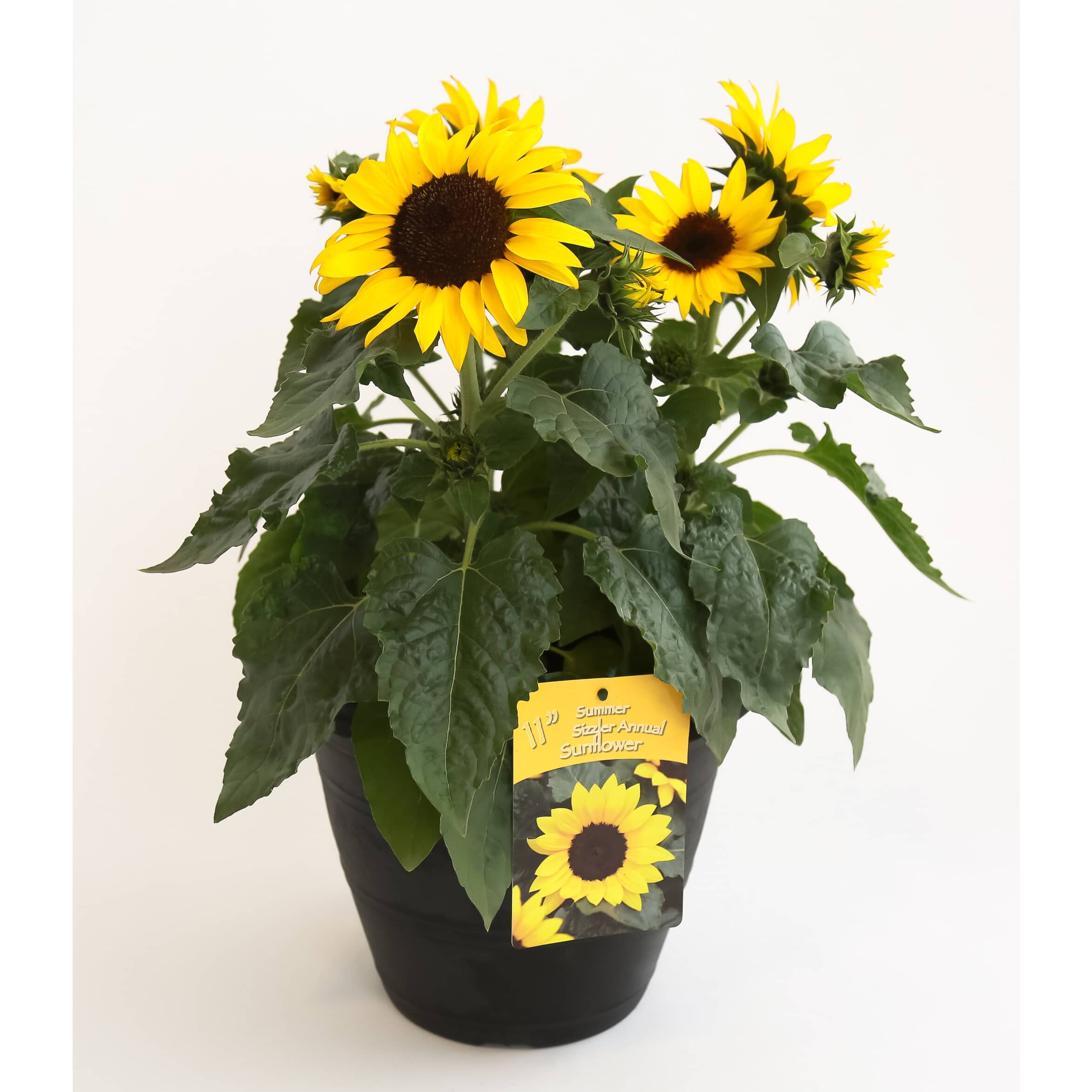 sunflower.k Sunflower Tillage Equipment | Precision Tillage Tools for Every Farm