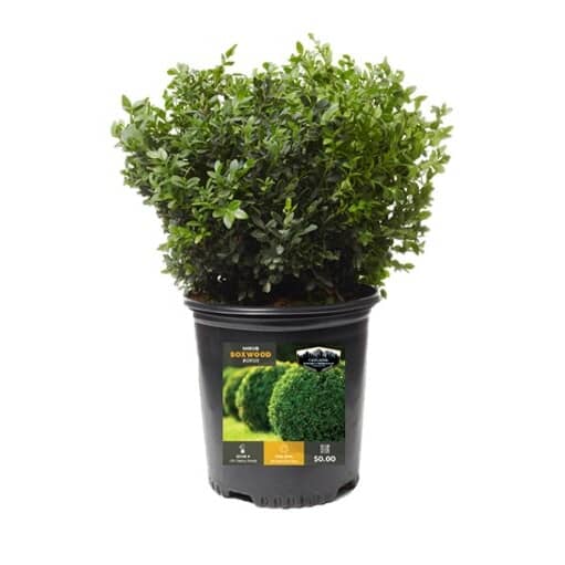 Boxwood | Home Hardware