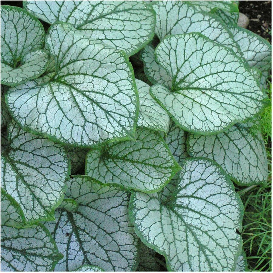 SIMPLY THE BEST Jack Frost Siberian Bugloss Perennial Plant | Home