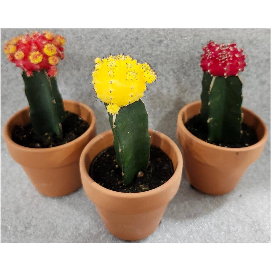Cactus✩ 3