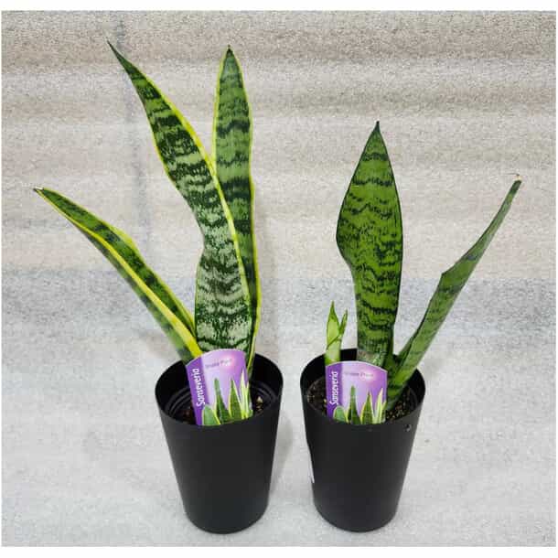 3.5" Snake Plant | Home Hardware