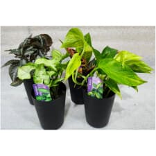 spotted house plant Hypoestes phyllostachya 4in White Splash Polka Dot Plant  Cornell Farm