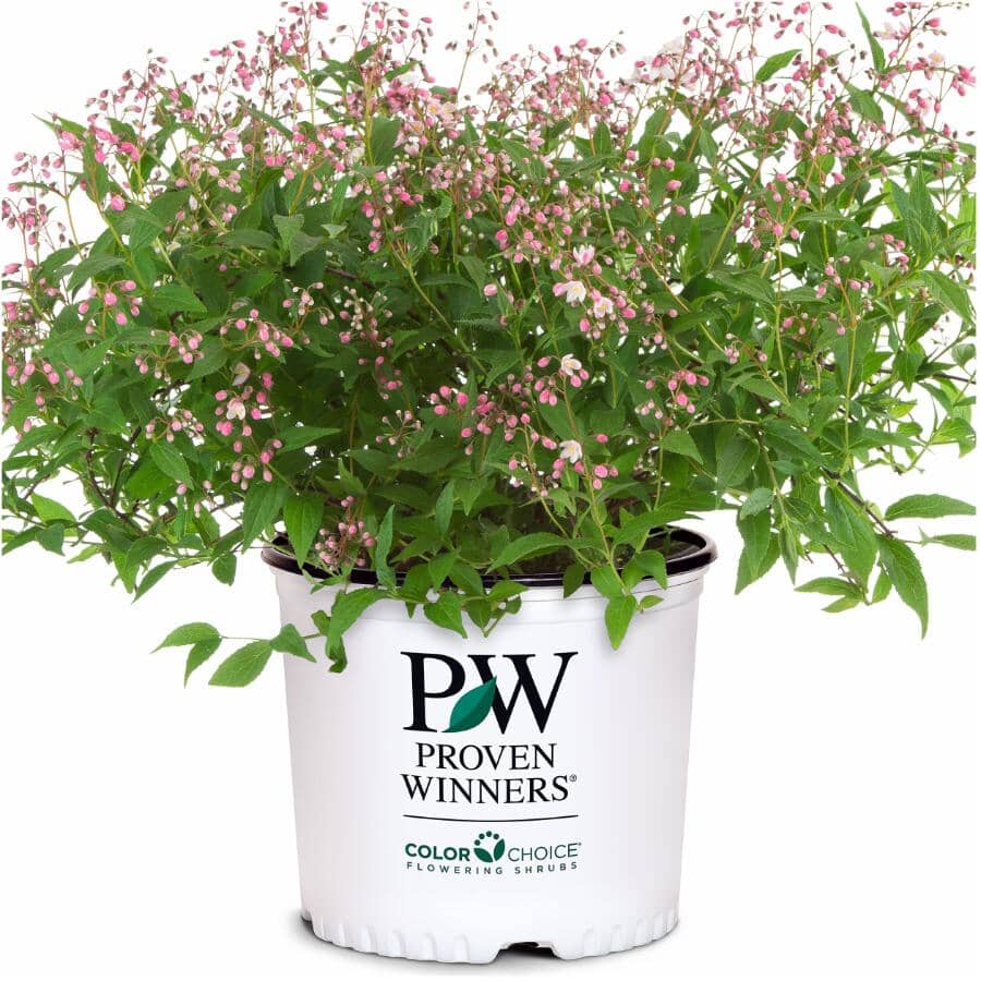 PROVEN WINNERS Yuki Cherry Blossom Deutzia Perennial Plant | Home