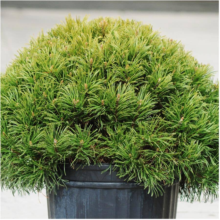 Pin Shrib SIMPLY THE BEST Dwarf Mugo Pine Evergreen Shrub | Home Hardware