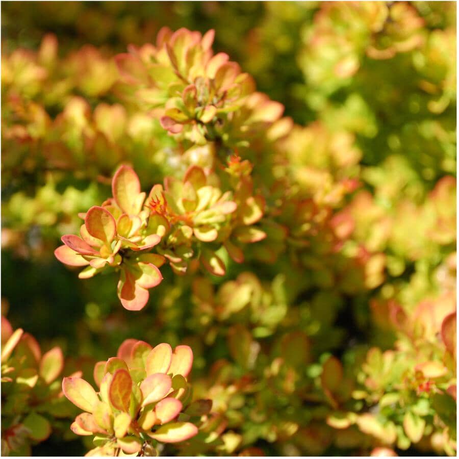 SIMPLY THE BEST Japanese Barberry Evergreen Shrub Home Hardware simply-the-best-japanese-barberry-evergreen-shrub-home-hardware