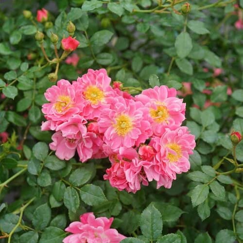 PROVEN WINNERS Oso Easy Double Pink Rose Bush | Home Hardware
