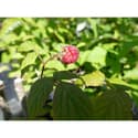 Photo thumbnail