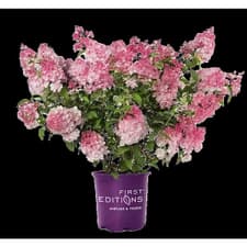 FIRST EDITIONS Spring Sizzle Hydrangea | Home Hardware