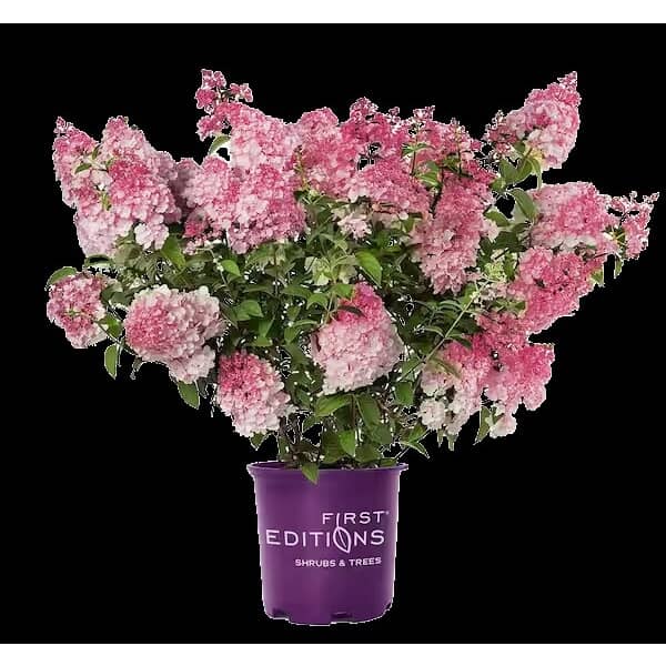 FIRST EDITIONS Spring Sizzle Hydrangea | Home Hardware