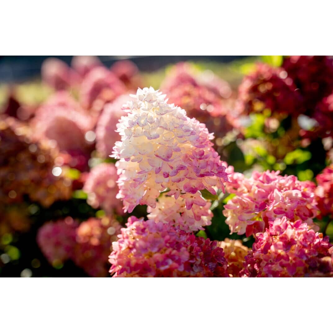 FIRST EDITIONS Spring Sizzle Hydrangea | Home Hardware