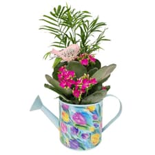 Shop HENDRIKS GREENHOUSES Products Online | Home Hardware