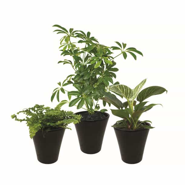 HENDRIKS GREENHOUSES Tropical Plant in Ceramic Pot | Home Hardware