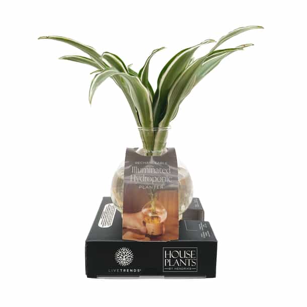 large fiddle leaf fig Fiddle Leaf Fig  Liberty Landscape Supply
