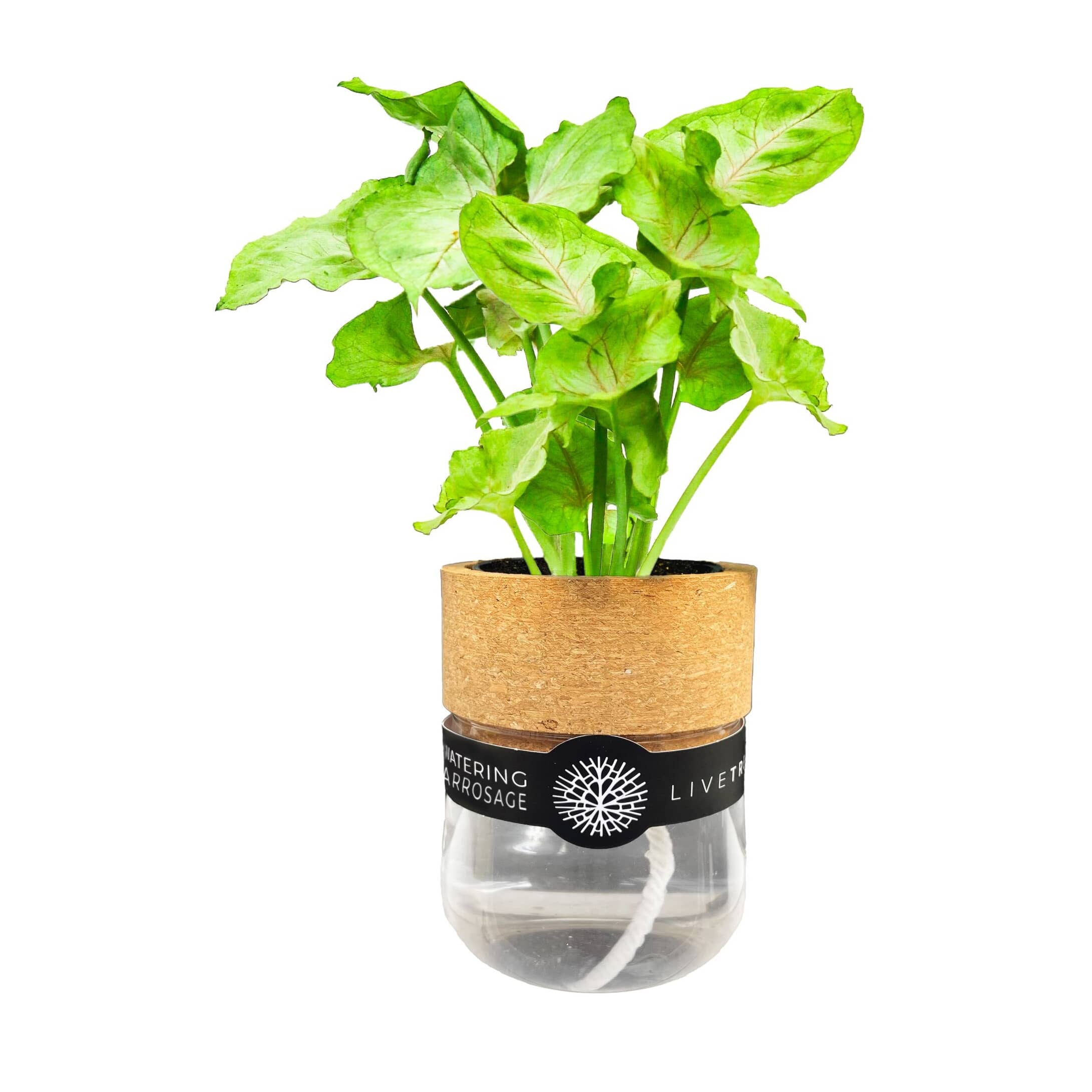 HENDRIKS GREENHOUSES Tropical Plant in Self Watering Cylindrical