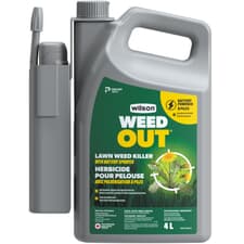aloe vera plant live 4