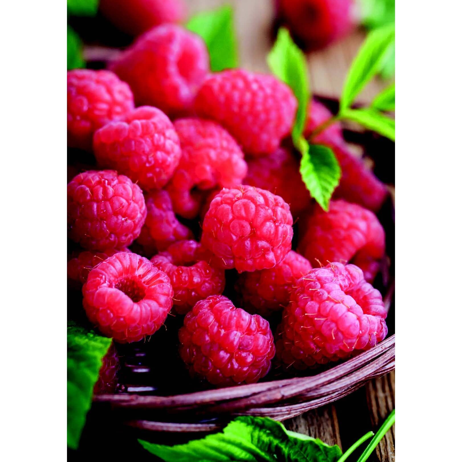 TASC Raspberry Latham Fruit Seeds | Home Hardware