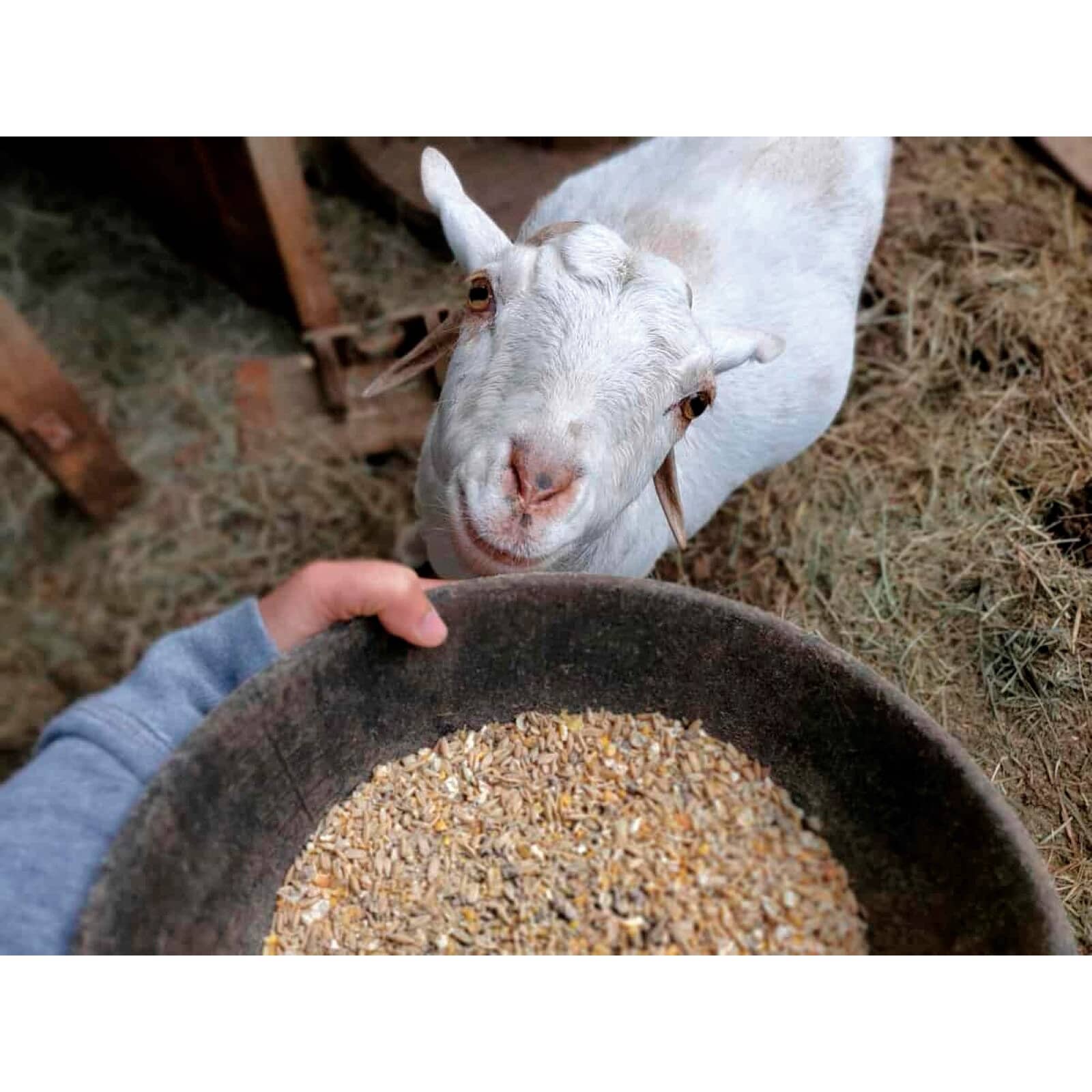 HOME HARDWARE Textured Goat Ration Feed | Home Hardware