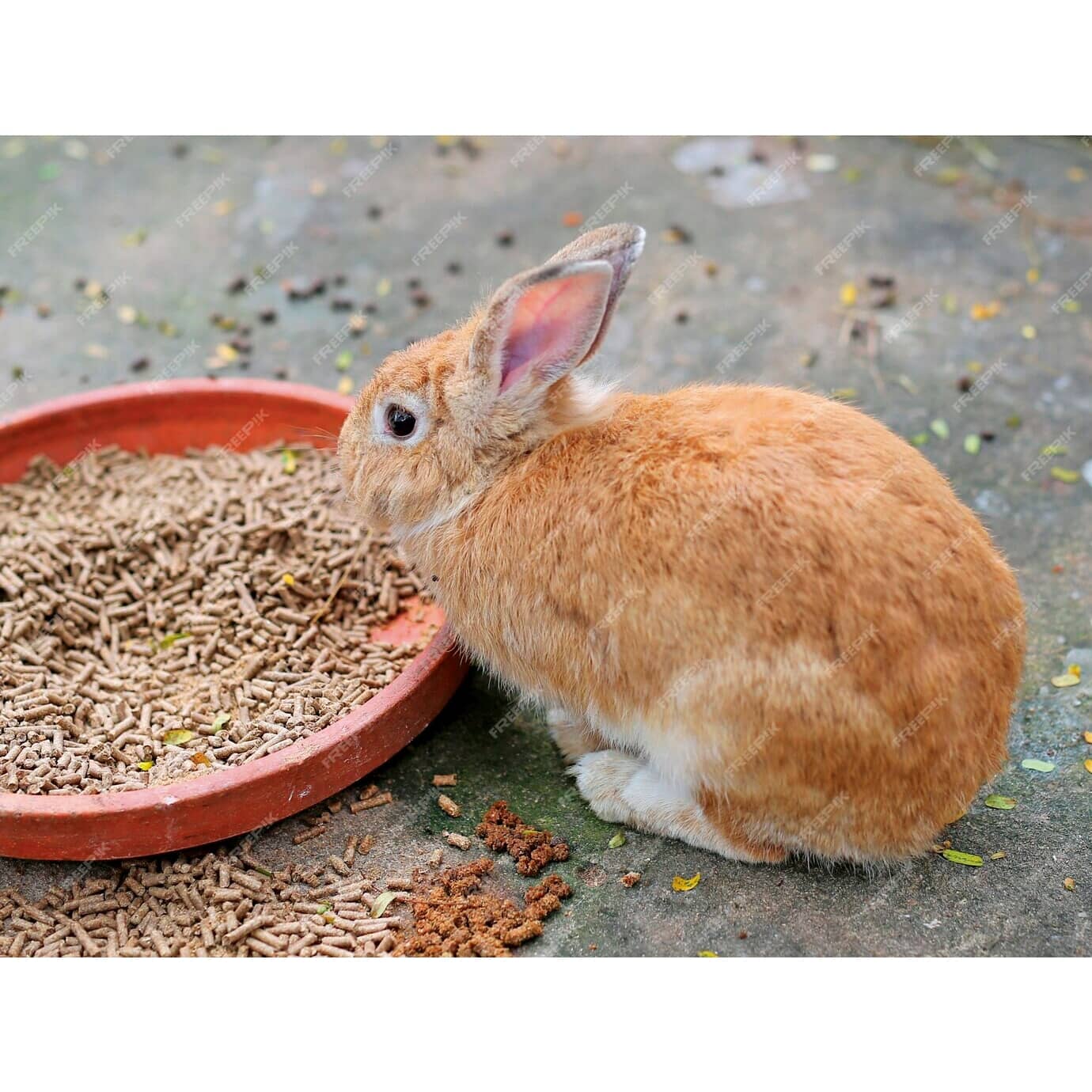 HOME HARDWARE Rabbit Ration Pellet Feed | Home Hardware