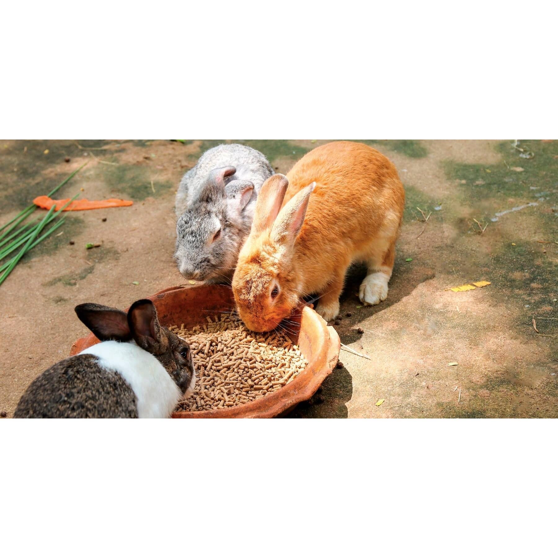 HOME HARDWARE Rabbit Breeder Ration Feed | Home Hardware