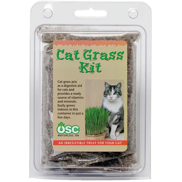 Friandise de culture d'herbe à chat